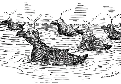 drifting seabirds the scientist